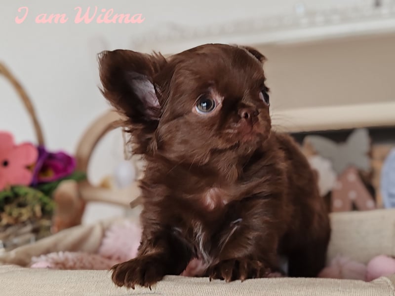 *Exklusive Chihuahua Welpen in schoko langhaar und kurzhaar Champion Verpaarung*