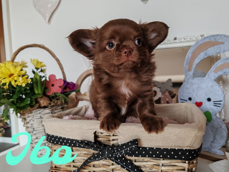 *Exklusive Chihuahua Welpen in schoko langhaar und kurzhaar Champion Verpaarung*