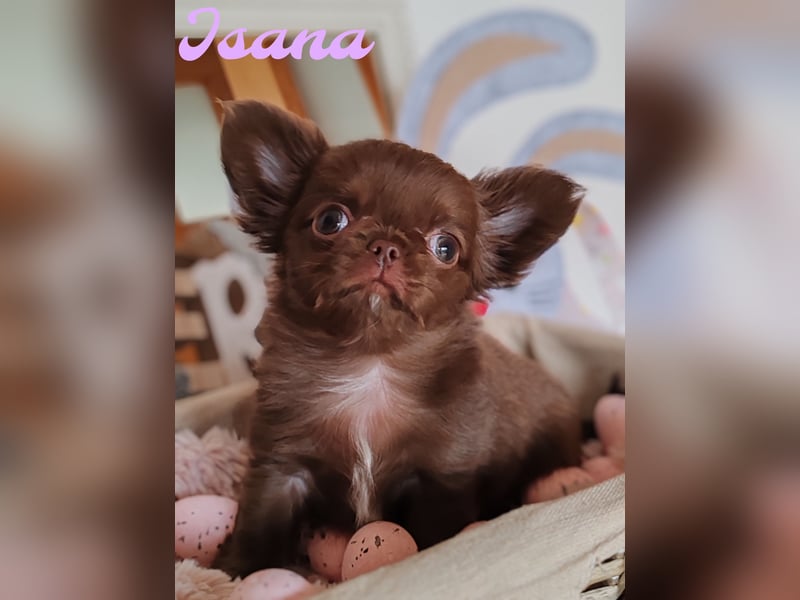 *Exklusive Chihuahua Welpen in schoko langhaar und kurzhaar Champion Verpaarung*