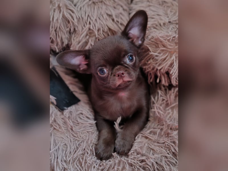 *Exklusive Chihuahua Welpen in schoko langhaar und kurzhaar Champion Verpaarung*