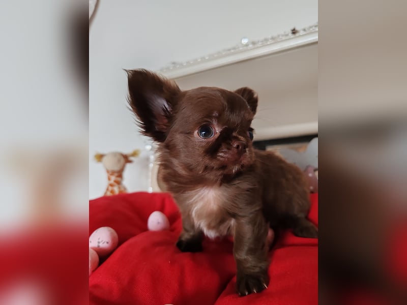 *Exklusive Chihuahua Welpen in schoko langhaar und kurzhaar Champion Verpaarung*