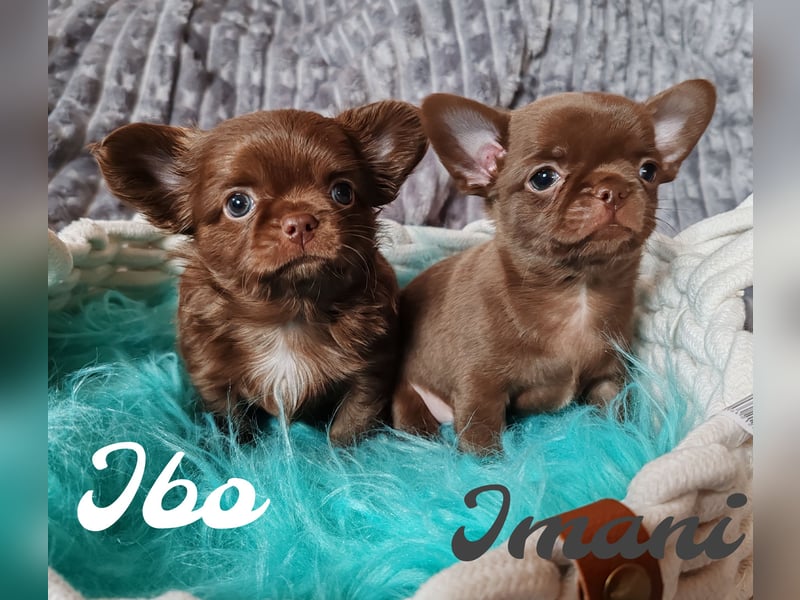 *Exklusive Chihuahua Welpen in schoko langhaar und kurzhaar Champion Verpaarung*