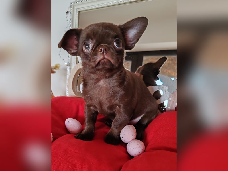 *Exklusive Chihuahua Welpen in schoko langhaar und kurzhaar Champion Verpaarung*