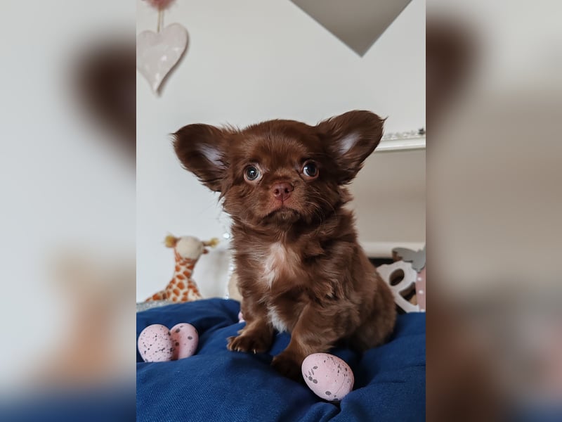 *Exklusive Chihuahua Welpen in schoko langhaar und kurzhaar Champion Verpaarung*