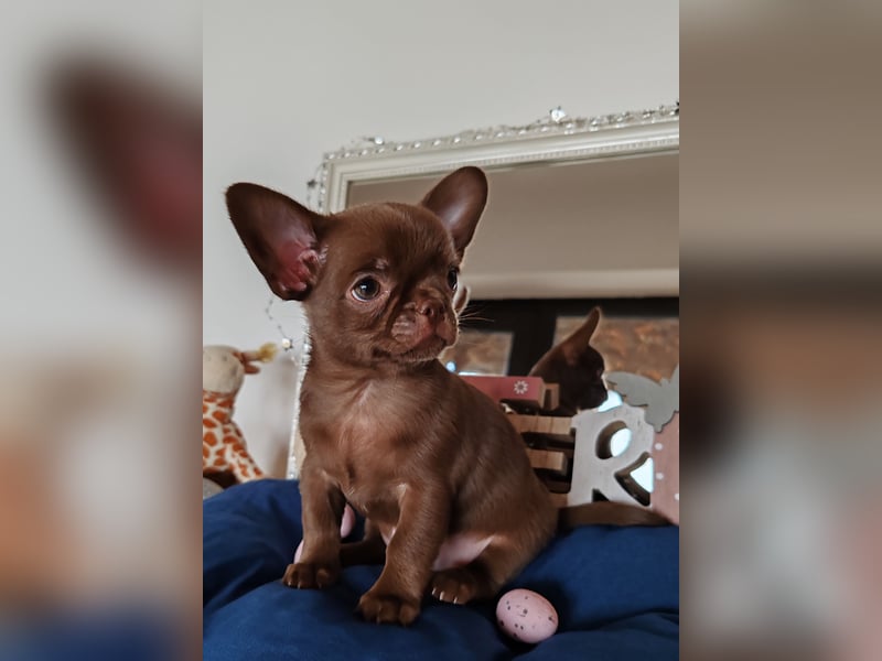 *Exklusive Chihuahua Welpen in schoko langhaar und kurzhaar Champion Verpaarung*