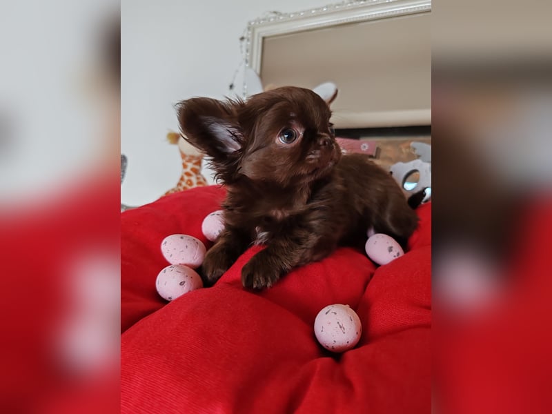 *Exklusive Chihuahua Welpen in schoko langhaar und kurzhaar Champion Verpaarung*
