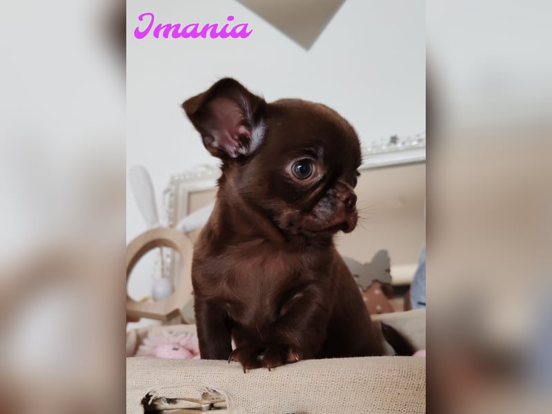 *Exklusive Chihuahua Welpen in schoko langhaar und kurzhaar Champion Verpaarung*