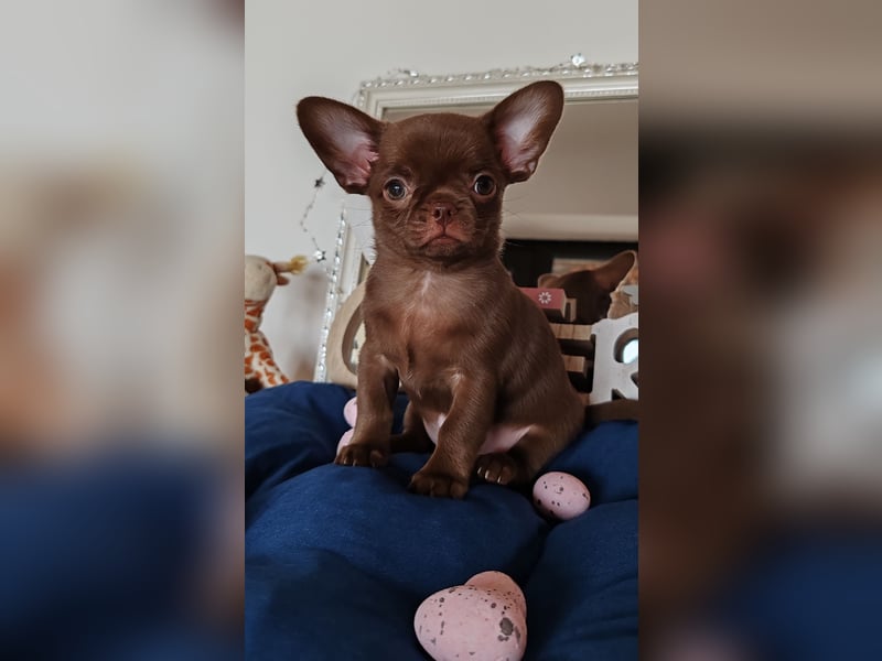 *Exklusive Chihuahua Welpen in schoko langhaar und kurzhaar Champion Verpaarung*