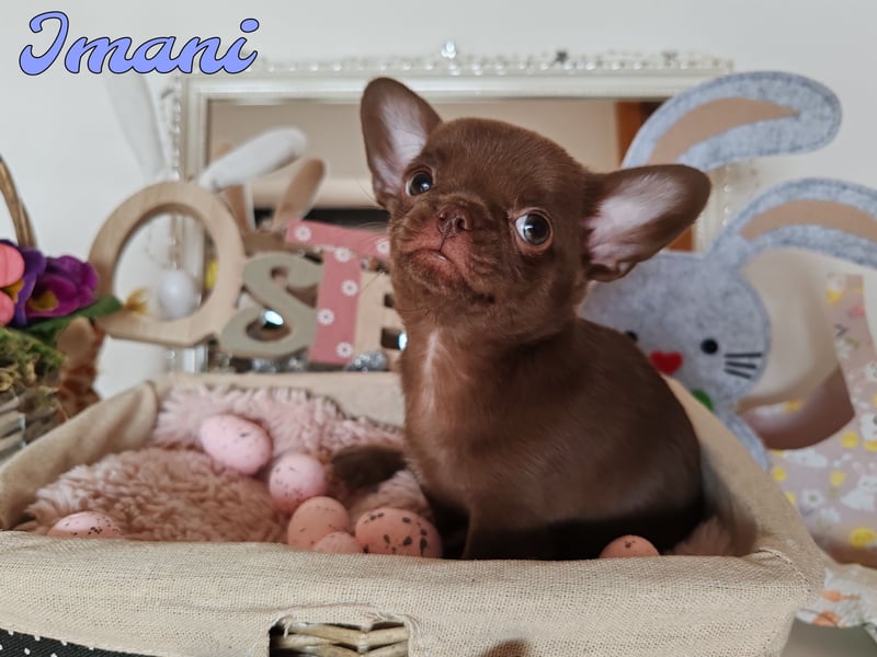 *Exklusive Chihuahua Welpen in schoko langhaar und kurzhaar Champion Verpaarung*