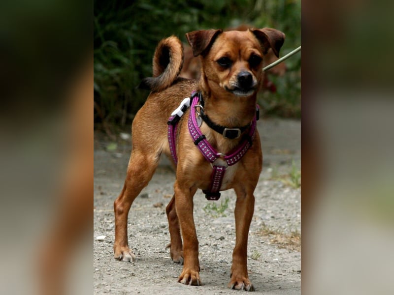 Kleine Lulu sucht großes Herz