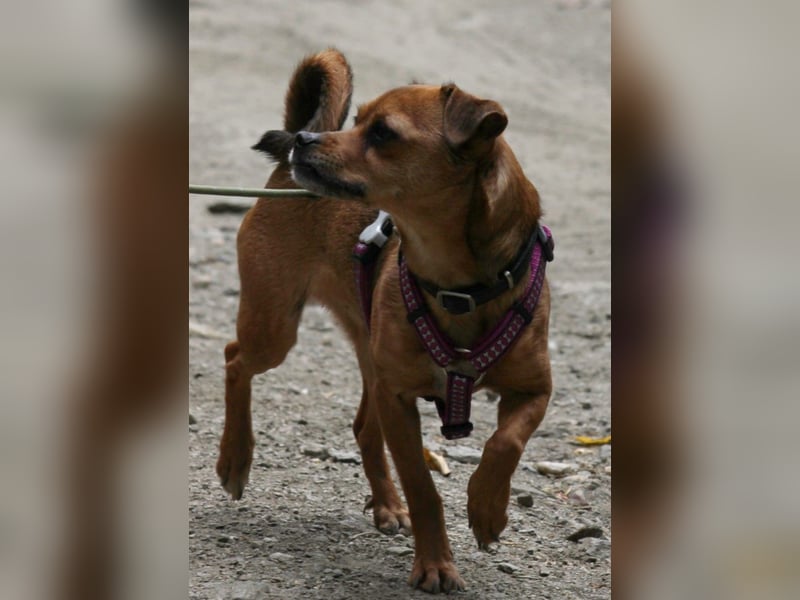 Kleine Lulu sucht großes Herz