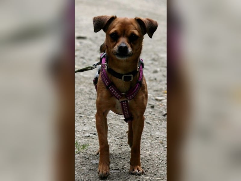 Kleine Lulu sucht großes Herz