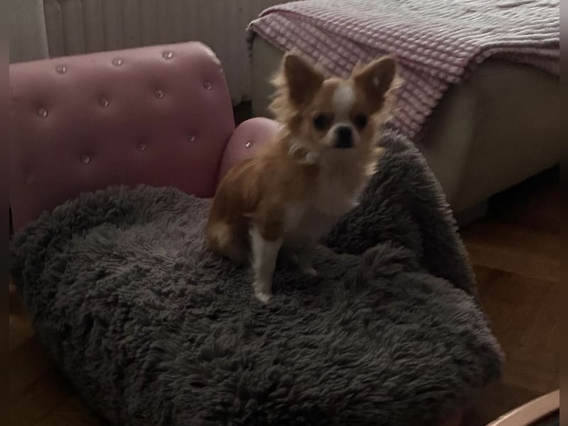 Süße, kleine Maus, sucht liebevolle Familie