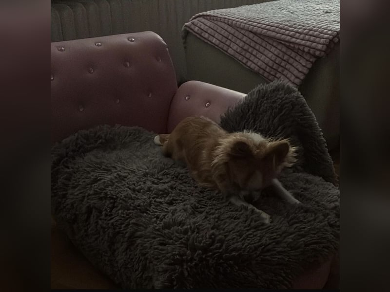 Süße, kleine Maus, sucht liebevolle Familie