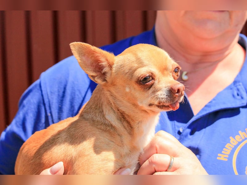 Parfis PP – Sanfte Chihuahua-Dame sucht liebevolles Zuhause