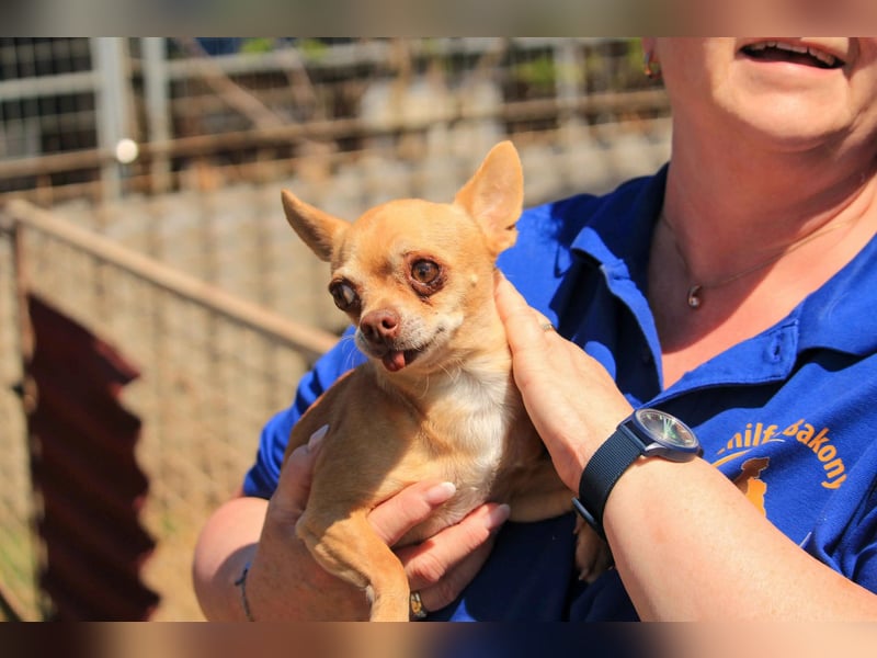 Parfis PP – Sanfte Chihuahua-Dame sucht liebevolles Zuhause