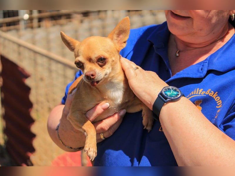 Parfis PP – Sanfte Chihuahua-Dame sucht liebevolles Zuhause