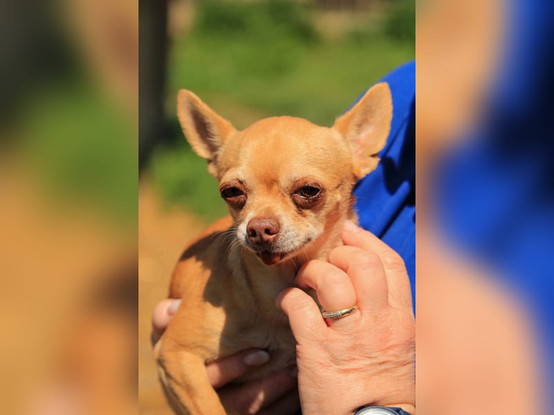 Parfis PP – Sanfte Chihuahua-Dame sucht liebevolles Zuhause