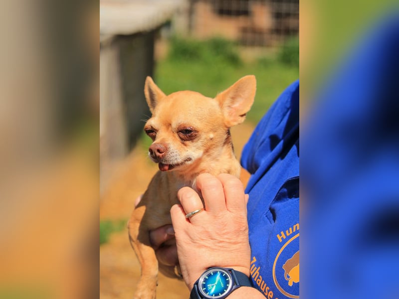 Parfis PP – Sanfte Chihuahua-Dame sucht liebevolles Zuhause