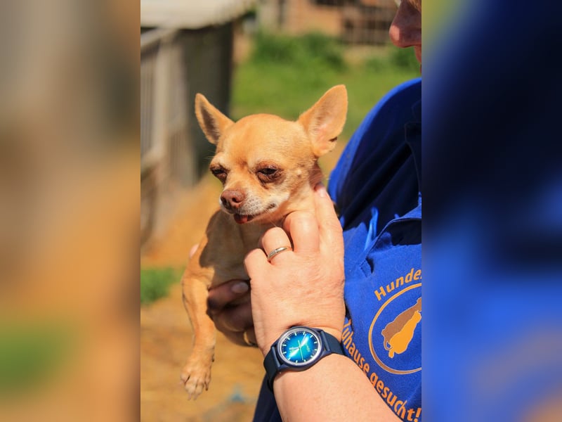 Parfis PP – Sanfte Chihuahua-Dame sucht liebevolles Zuhause