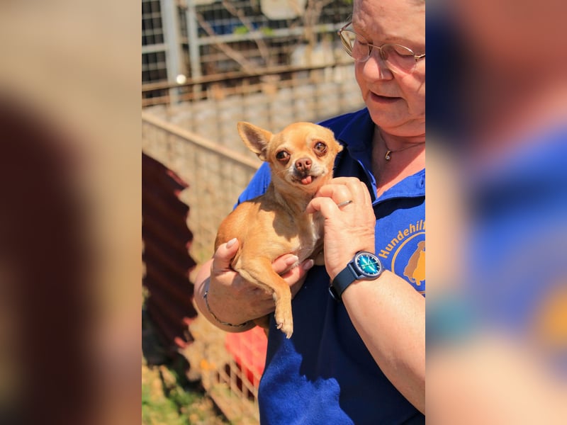 Parfis PP – Sanfte Chihuahua-Dame sucht liebevolles Zuhause