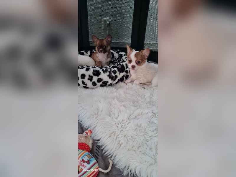 Chihuahua Welpen