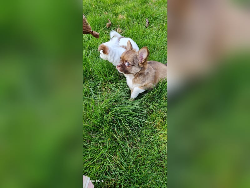 Chihuahua Welpen