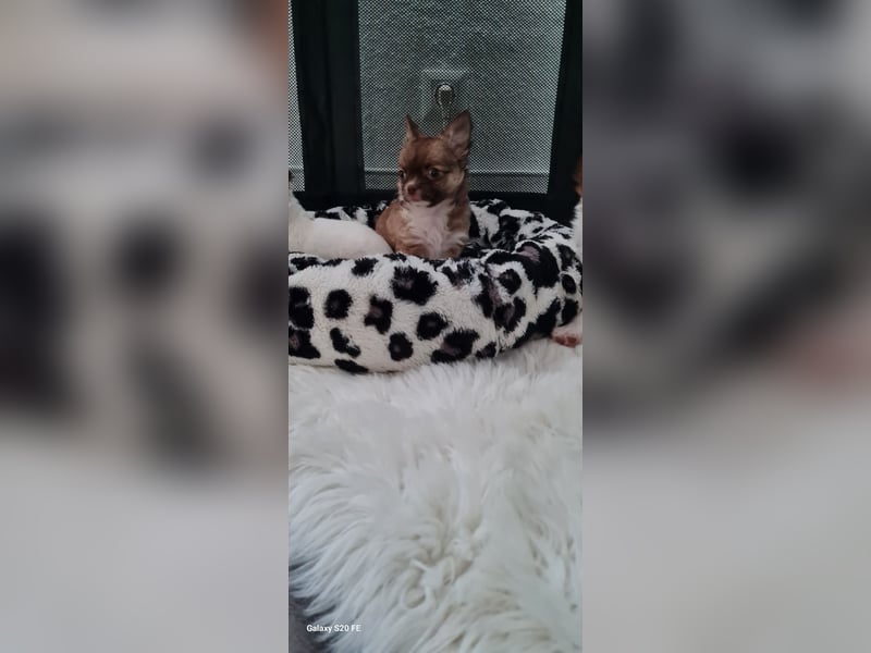 Chihuahua Welpen