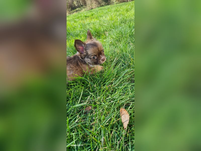 Chihuahua Welpen