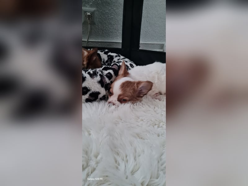 Chihuahua Welpen