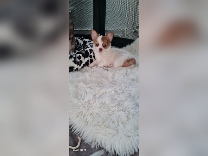 Chihuahua Welpen