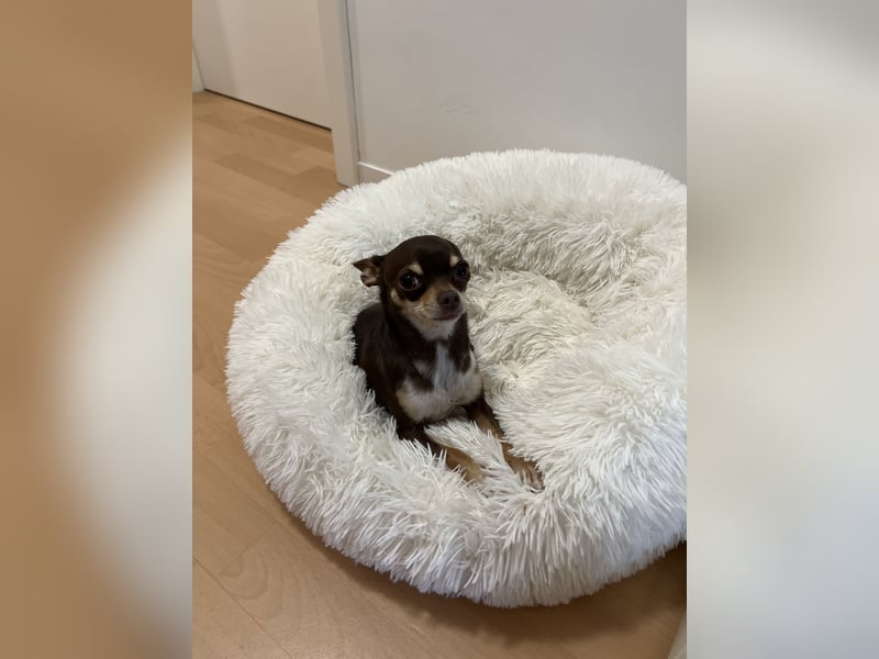 Chihuahua Hündin sucht ihr FÜR IMMER ZUHAUSE