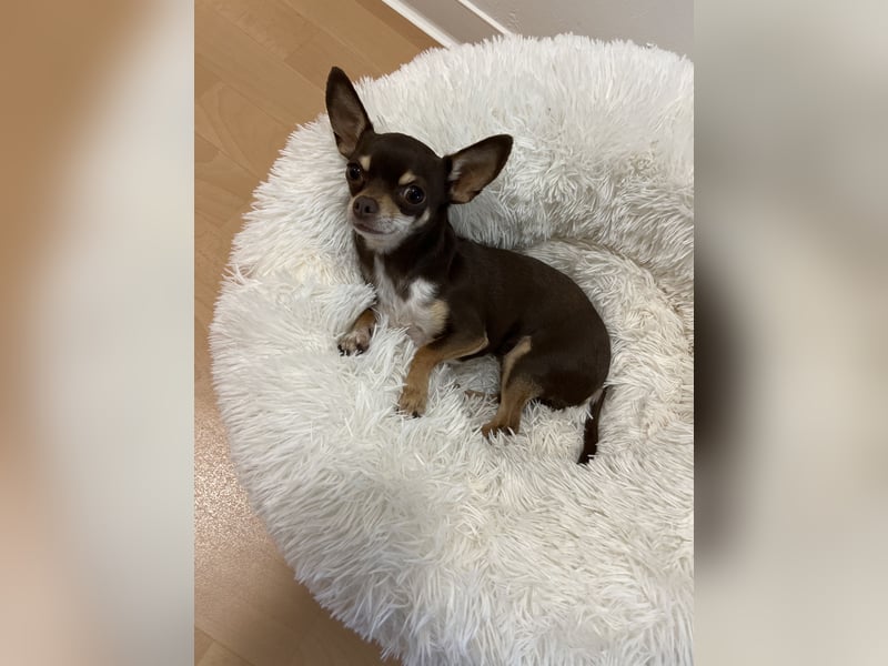 Chihuahua Hündin sucht ihr FÜR IMMER ZUHAUSE