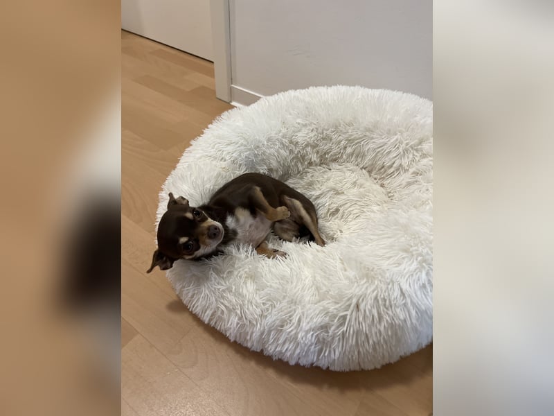 Chihuahua Hündin sucht ihr FÜR IMMER ZUHAUSE