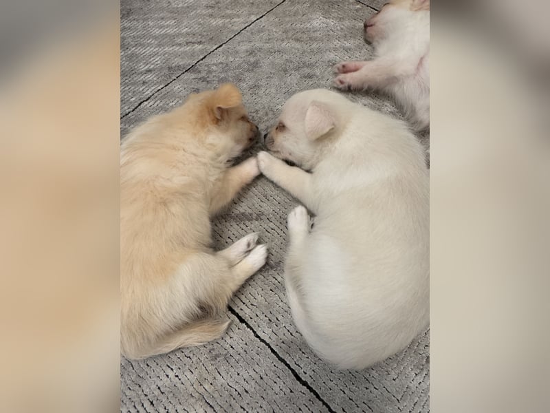 Chihuahua Welpen suchen ein liebevolles Zuhause