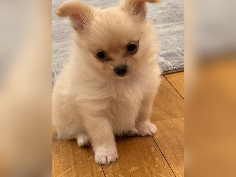 Chihuahua Welpen suchen ein liebevolles Zuhause