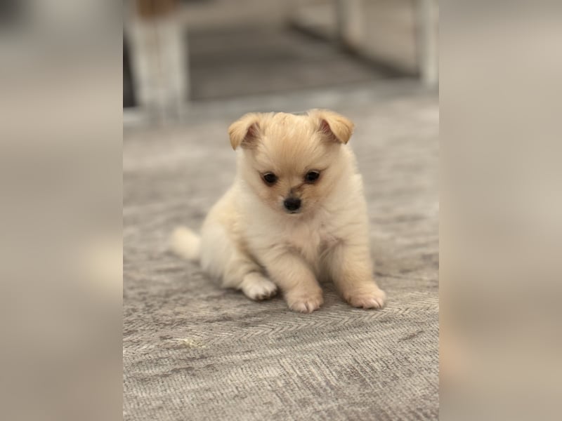 Chihuahua Welpen suchen ein liebevolles Zuhause