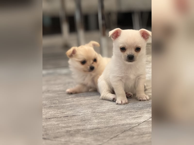Chihuahua Welpen suchen ein liebevolles Zuhause