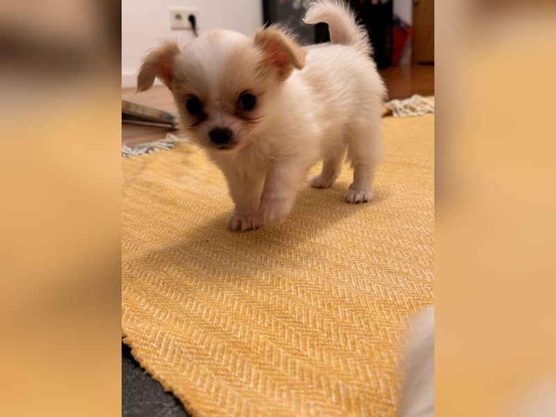 Chihuahua Welpen suchen ein liebevolles Zuhause