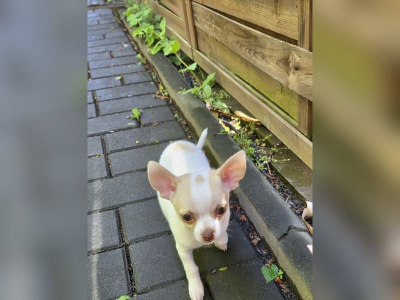 Chihuahua Hündin Kurzhaar