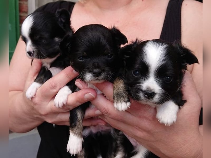 wunderschöne reinrassige, typische Langhaar- und Kurzhaar-Chihuahua-Welpen