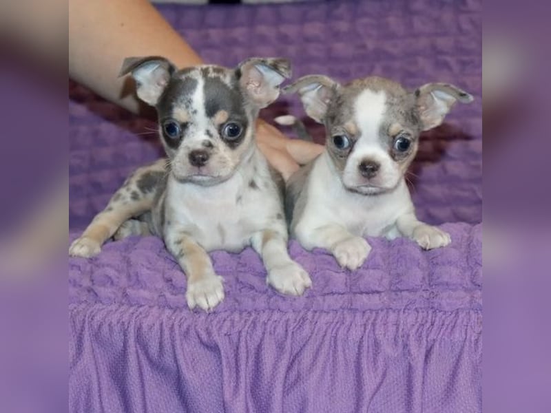 Chihuahua Welpen Rüden und Hündin ab sofort