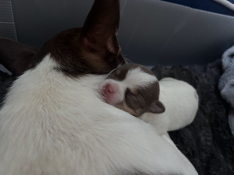 Chihuahua Welpe