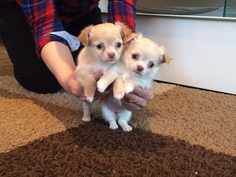 Mini chihuahua welpen