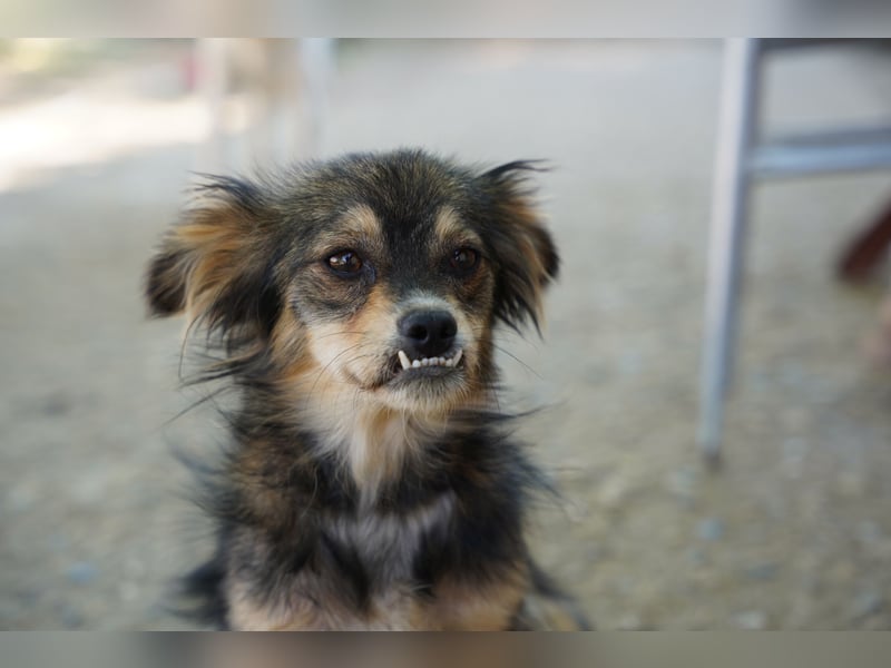 Bubu – kleiner Schatz mit großem Herzen