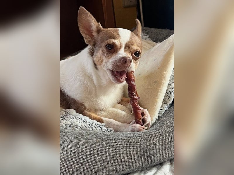 Kleine Seele Chihuahua-Hündin Muci sucht ihr Für-Immer-Zuhause