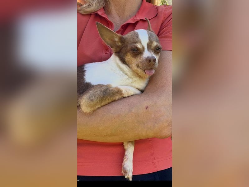 Kleine Seele Chihuahua-Hündin Muci sucht ihr Für-Immer-Zuhause