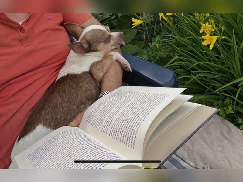 Kleine Seele Chihuahua-Hündin Muci sucht ihr Für-Immer-Zuhause