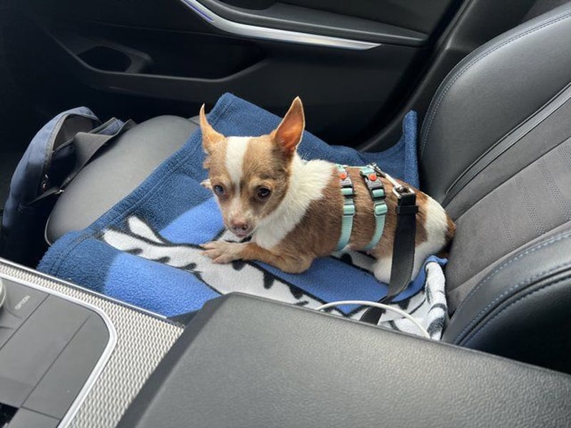 Kleine Seele Chihuahua-Hündin Muci sucht ihr Für-Immer-Zuhause