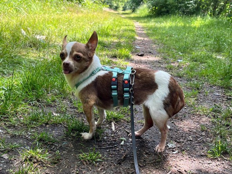 Kleine Seele Chihuahua-Hündin Muci sucht ihr Für-Immer-Zuhause